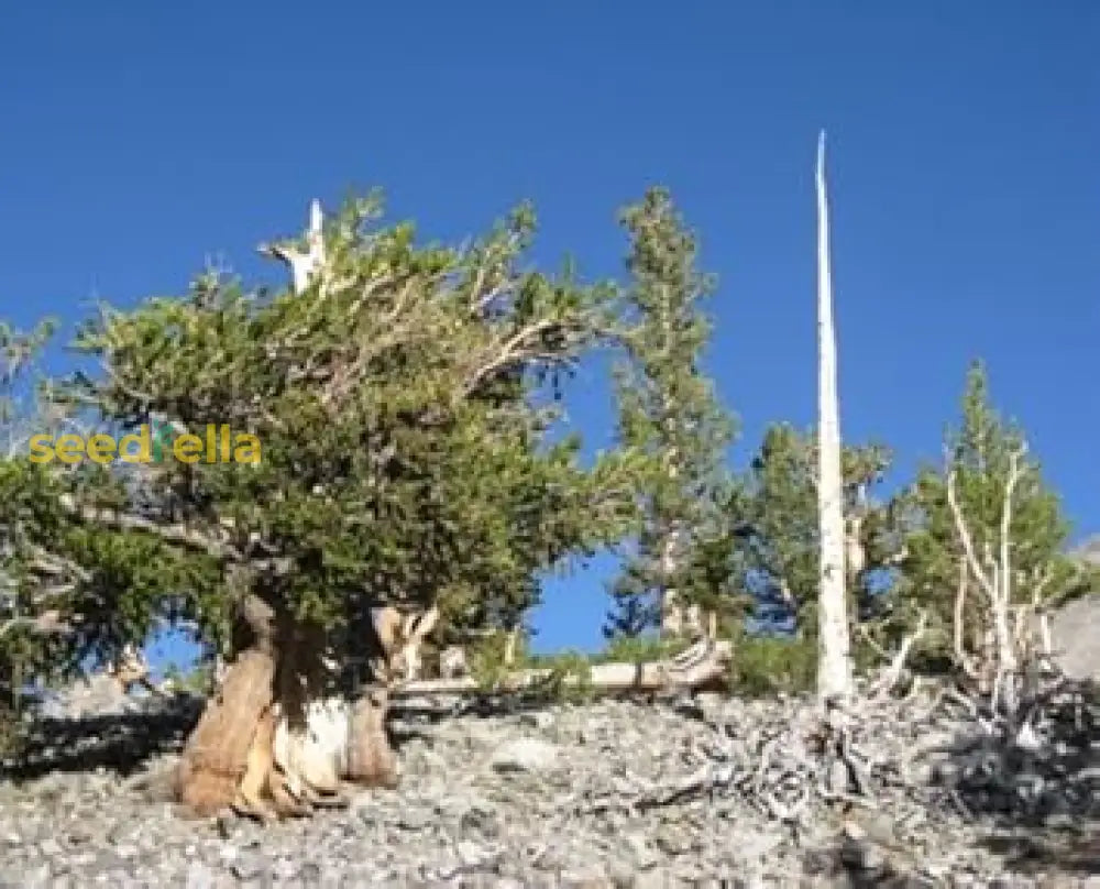 Green Longaeva Tree Planting Seeds - Grow Your Own Today Plant Seeds