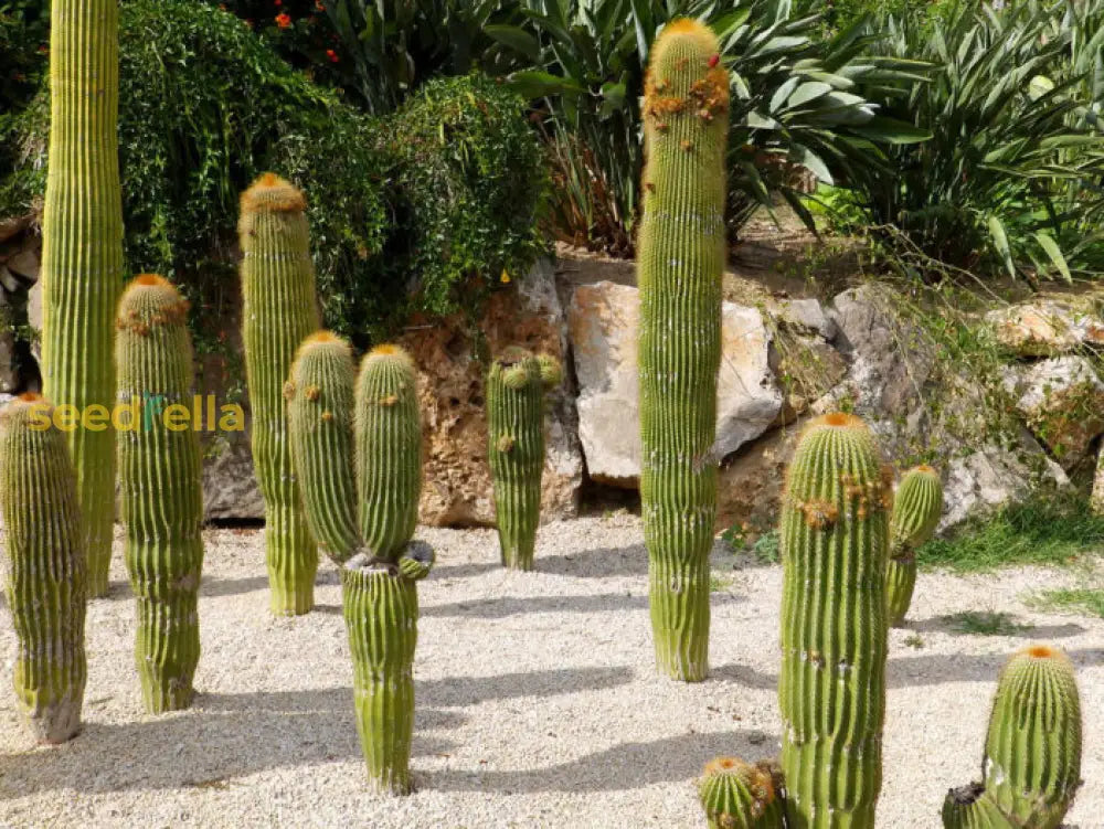 Green Neobuxbaumia Polyopha Planting Seeds - Perfect For Your Garden Plant Seeds