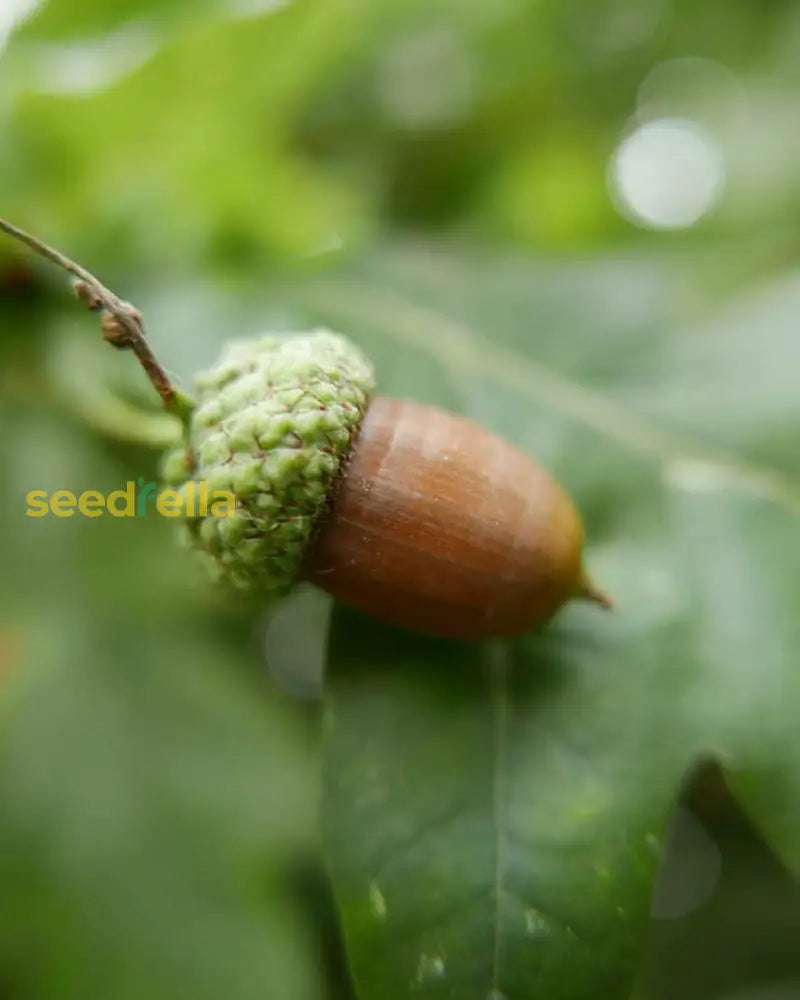 Green Oak Tree Seeds For Planting Plant Seeds