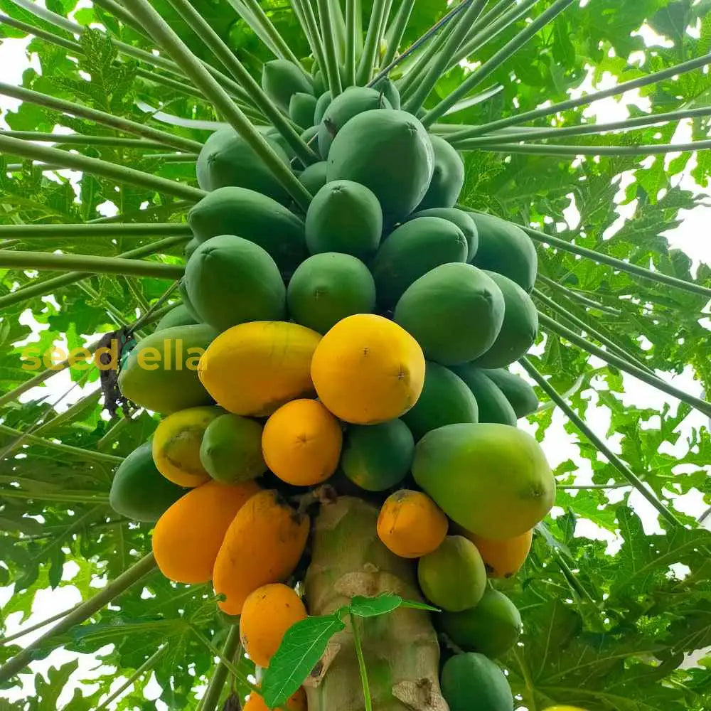 Green Papaya Seeds For Planting - Carica Tree Fruit