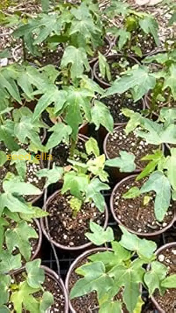 Green Papaya Seeds For Planting - Carica Tree Fruit