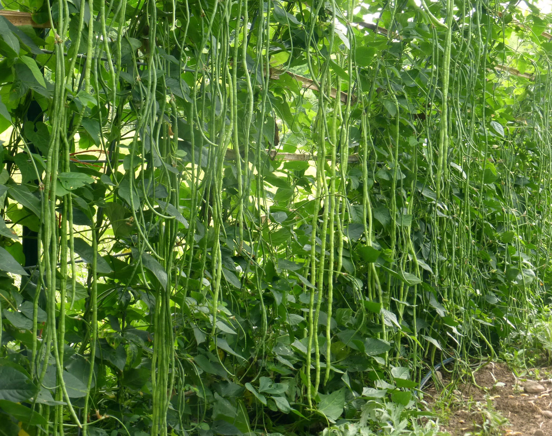 Green Asparagus Bean Seeds for Planting
