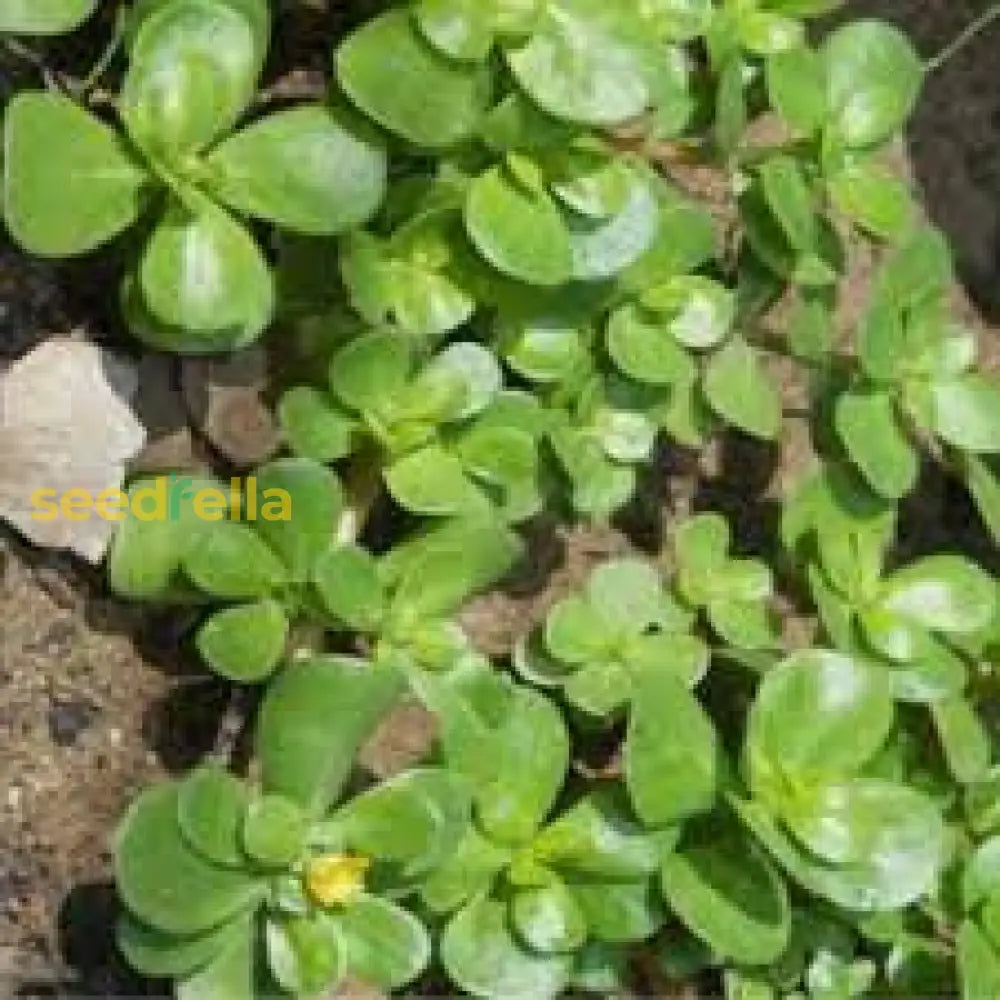 Green Purslane Seeds For Easy Planting  Nutritious Garden Addition Plant Seeds
