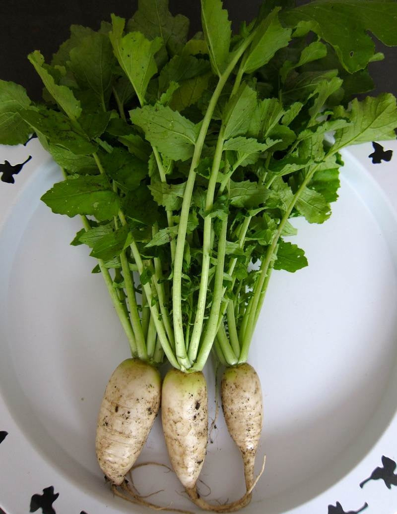 Green Radish Seeds - Vegetable Planting