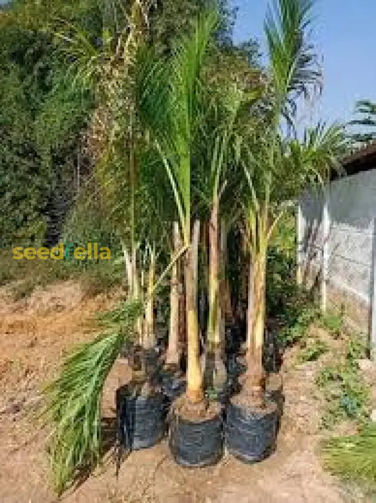 Green Roystonea Lorida Royal Palm Seeds For Planting Plant Seeds
