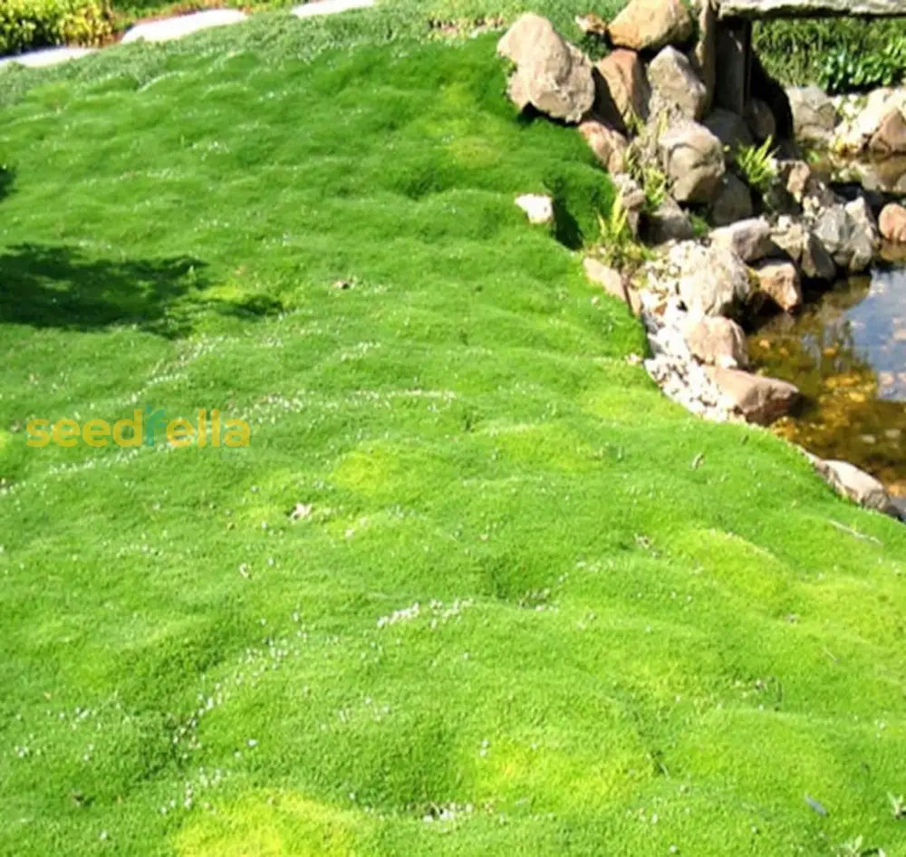Green Sagina Subulata Ground Cover Seeds - Perfect For Planting Plant Seeds