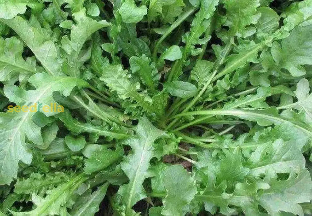 Green Shepherdâ€™s Purse Seeds For Easy Planting Plant Seeds