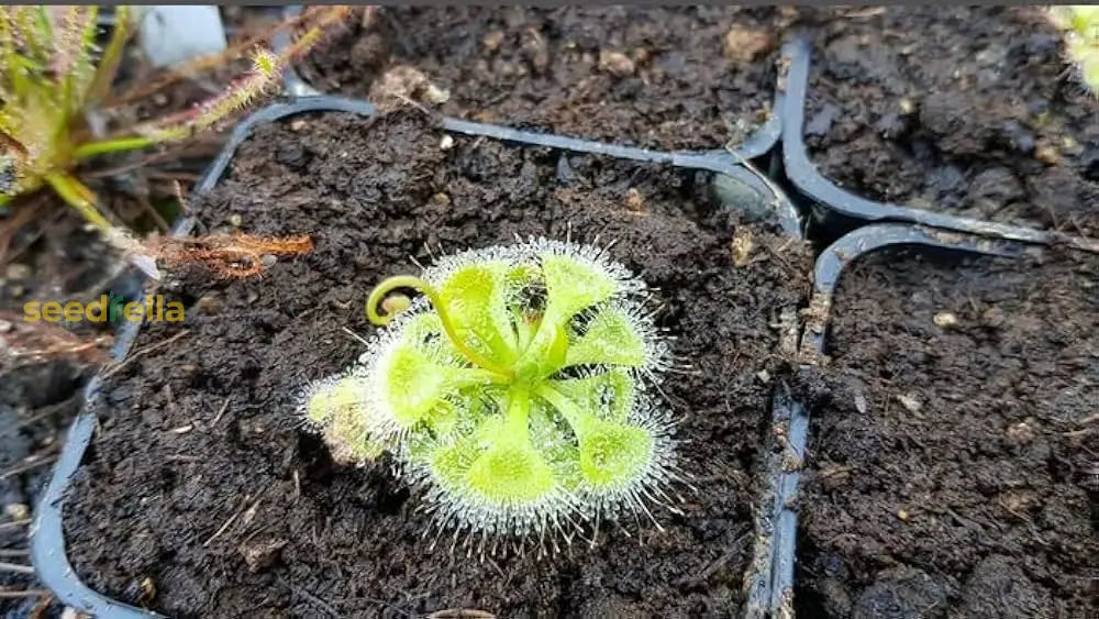 Green Sundew Plant Seeds For Easy Planting Flower
