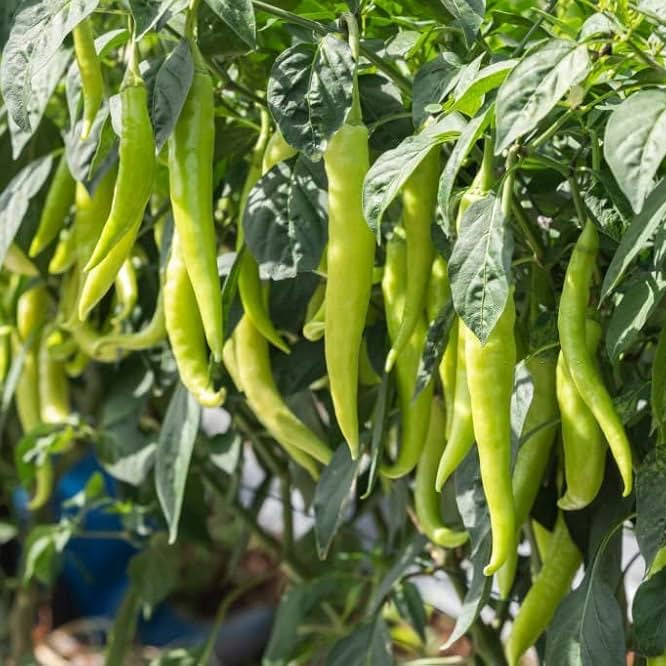 Green Sweet Pepper seeds for balcony and container gardening