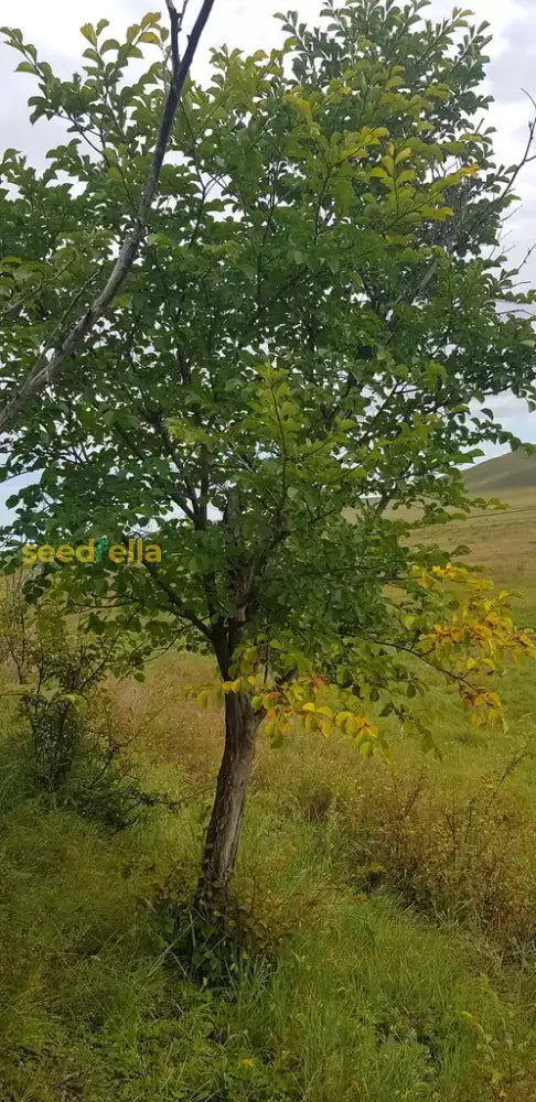 Green Ulmus Davidiana Tree Seeds Collection For Easy Planting Plant Seeds
