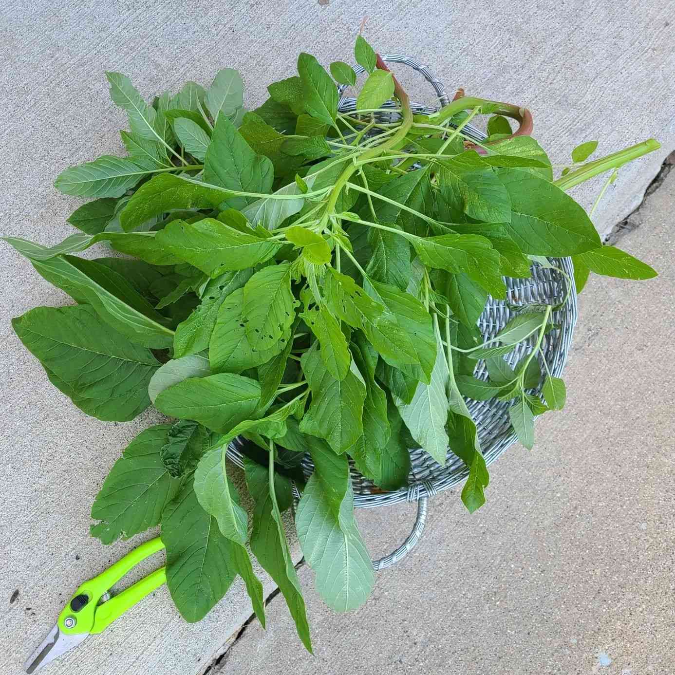 Green Callaloo Vegetable Planting Seeds