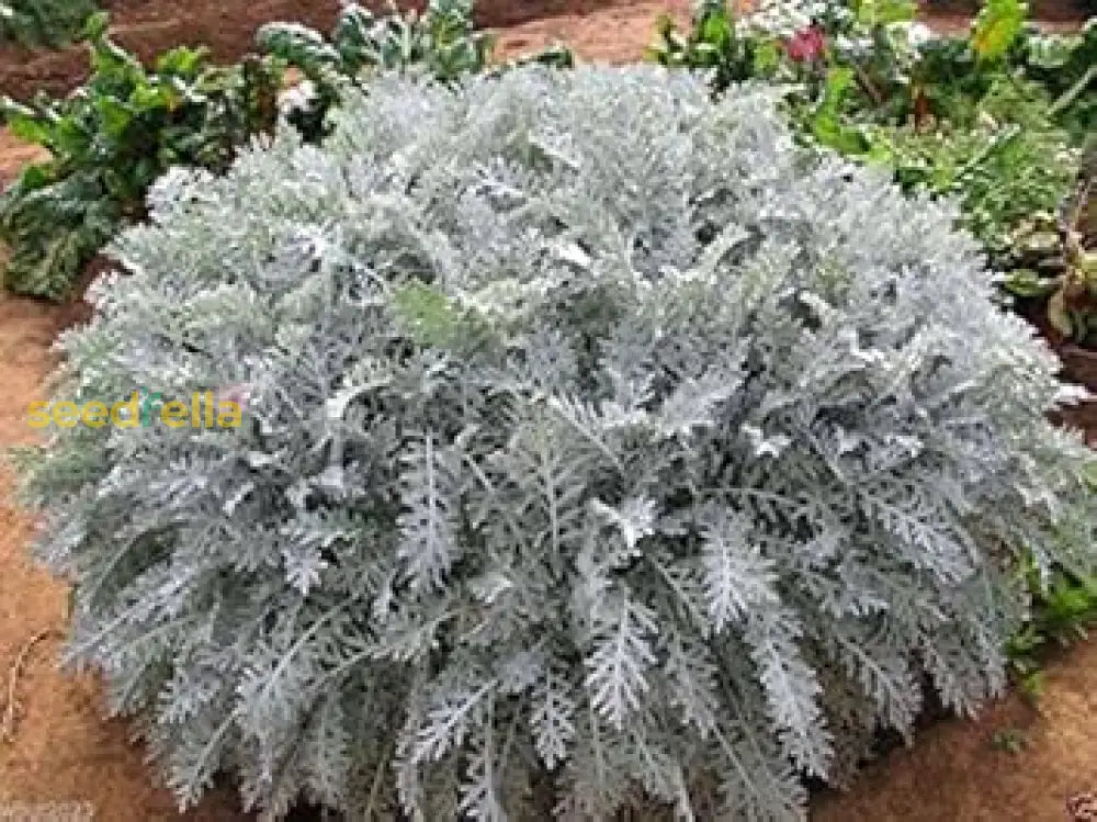 Grey Dusty Miller Planting Seeds For Lush Gardens Plant Seeds