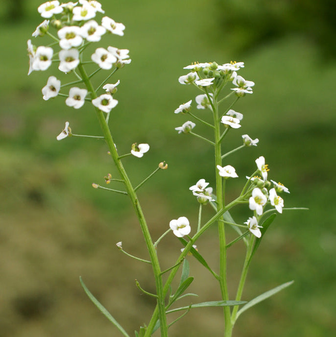 Alyssum Flower Seeds – Organic Ground Cover for Pots, Beds & Hanging Baskets