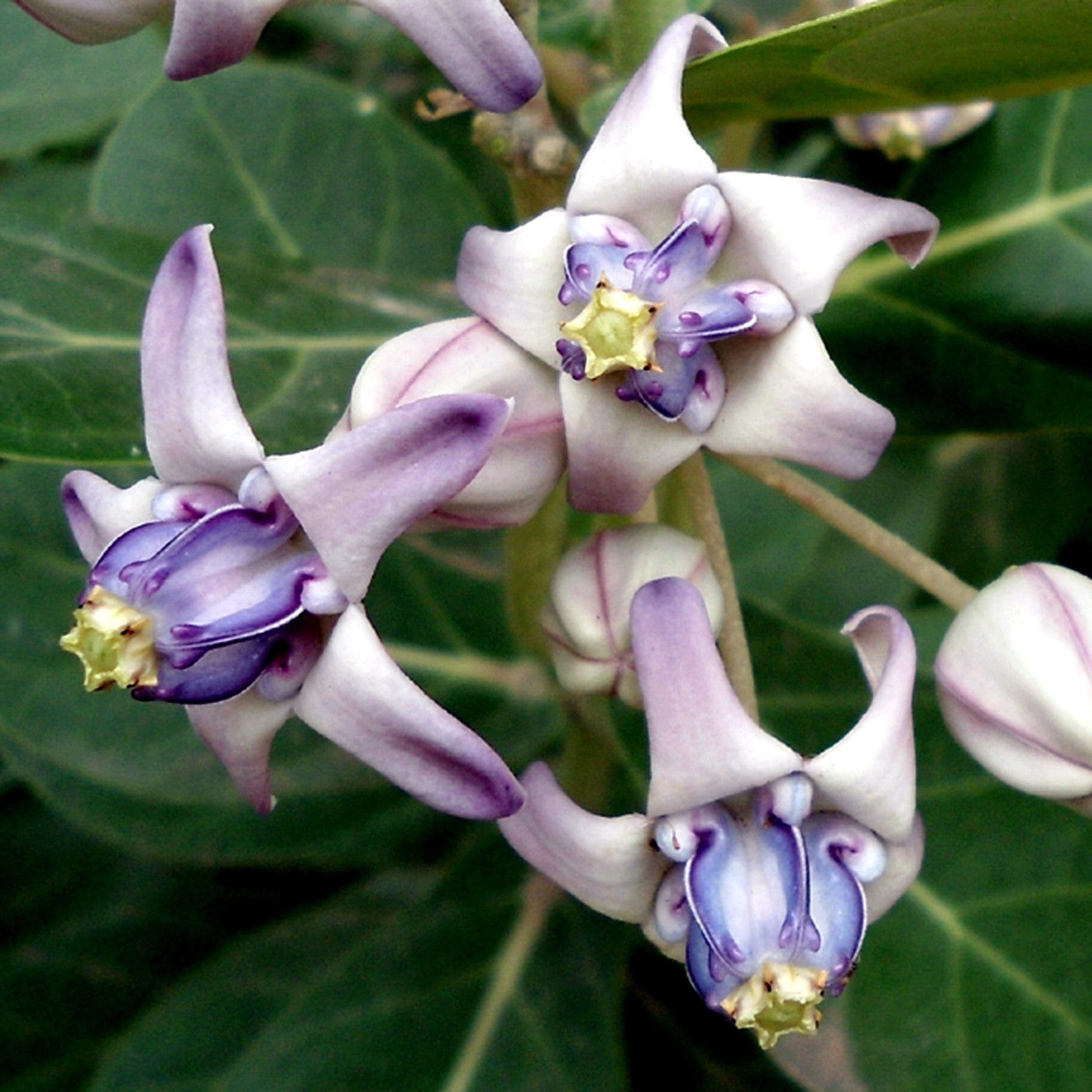 Gigantea flower plants growing in garden beds
