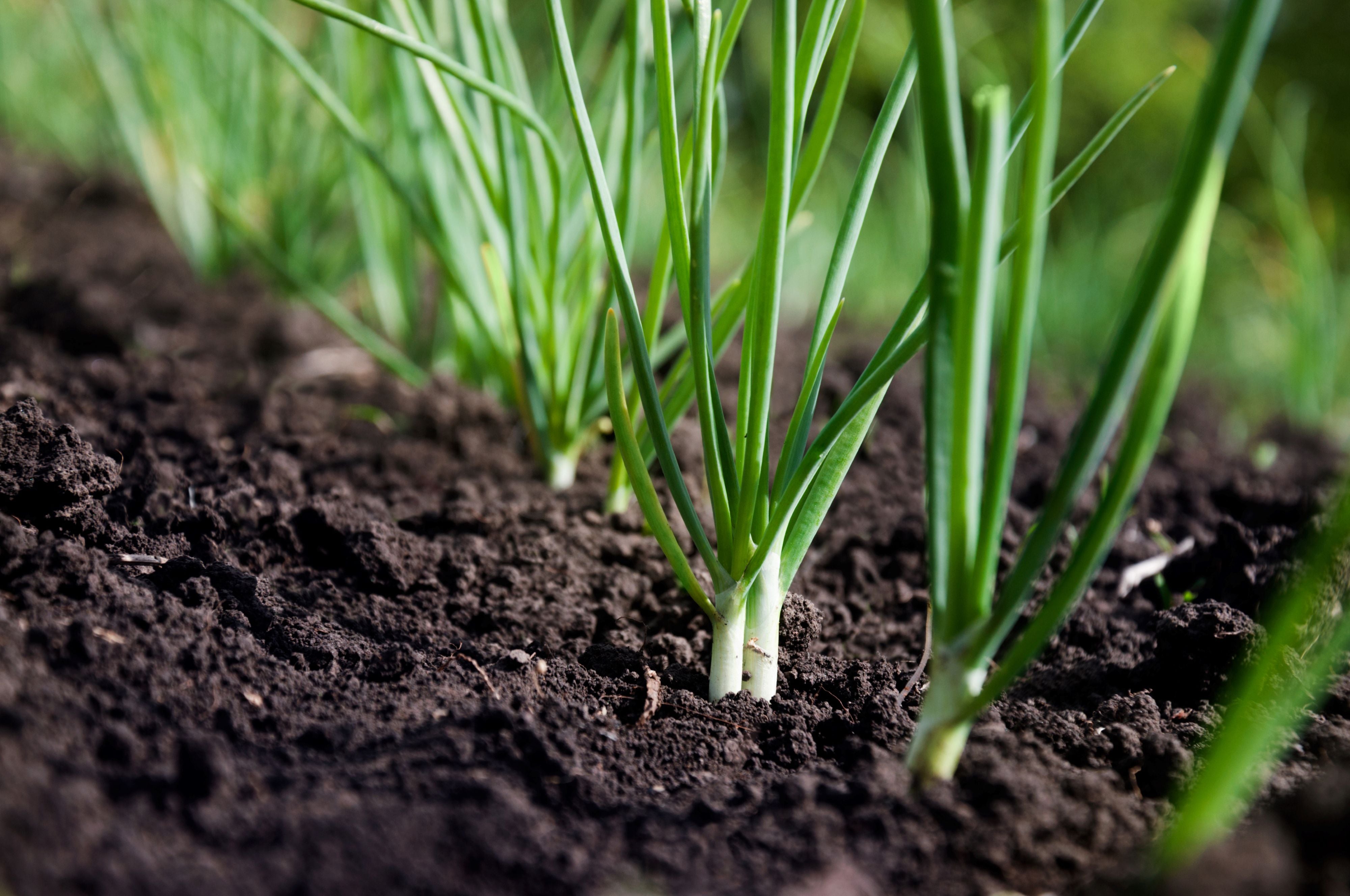 Green Scallion Seeds for Planting - Vegetable Garden Essentials