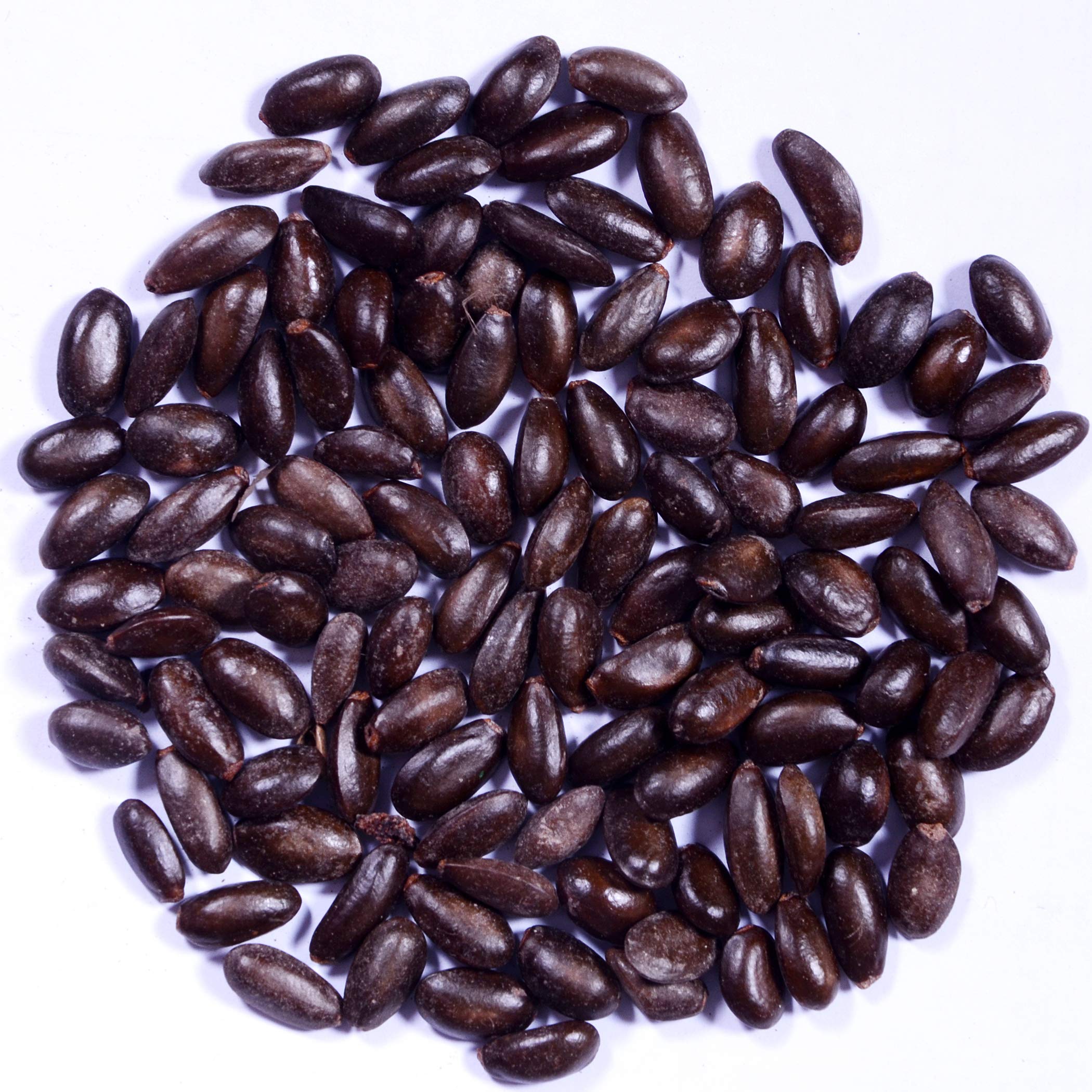 Heirloom Apple Tree Seeds – Non-GMO Fruit Seeds for Backyard Gardens