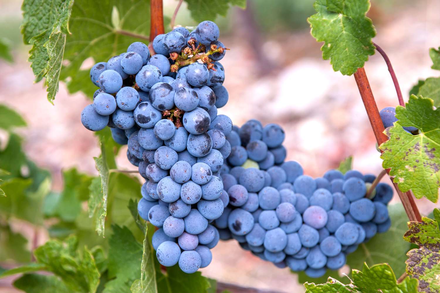 Blue Grape Seeds for Planting - Easy Growing Instructions Included