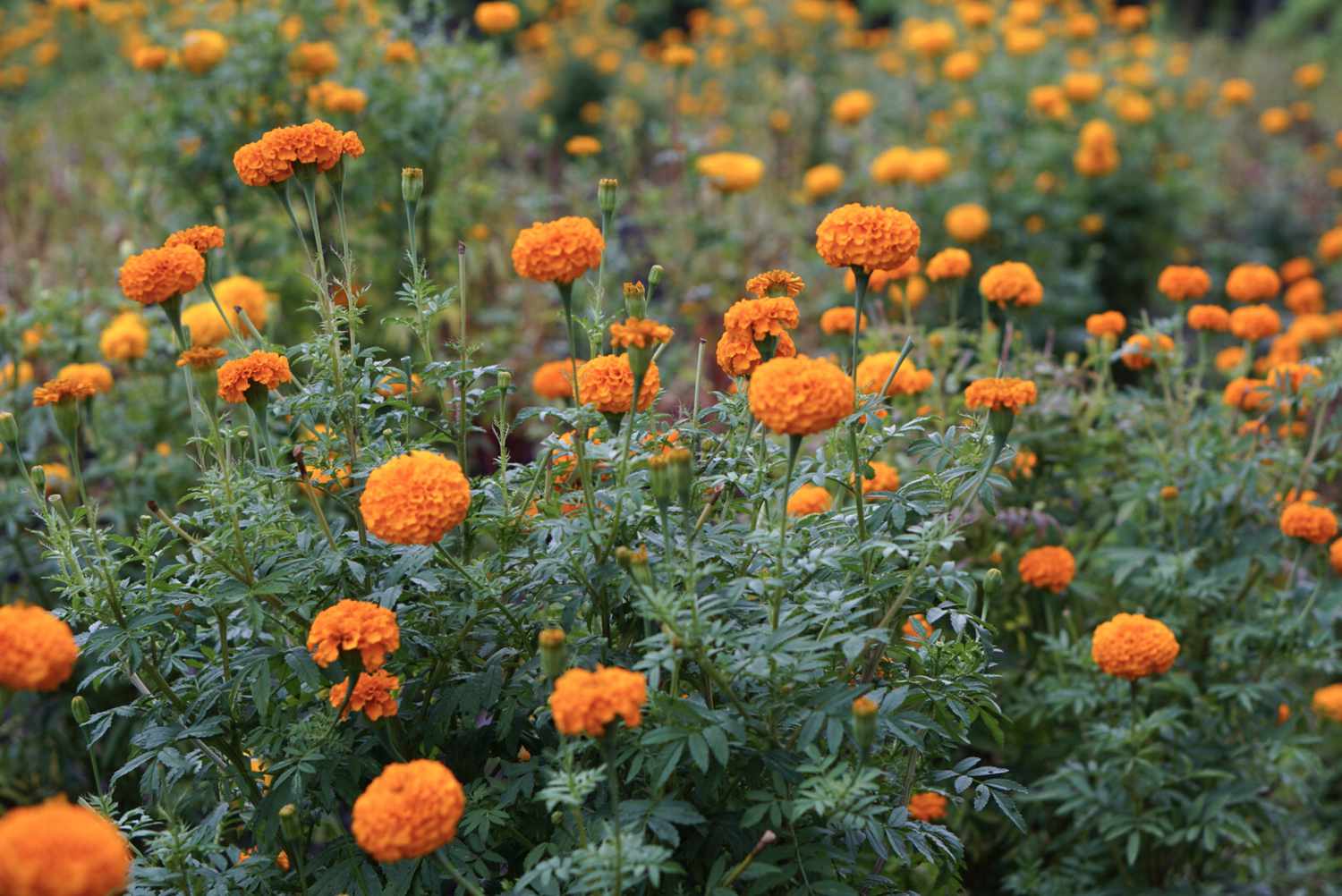 African Marigold Planting Seeds Collection - Premium Quality Seeds