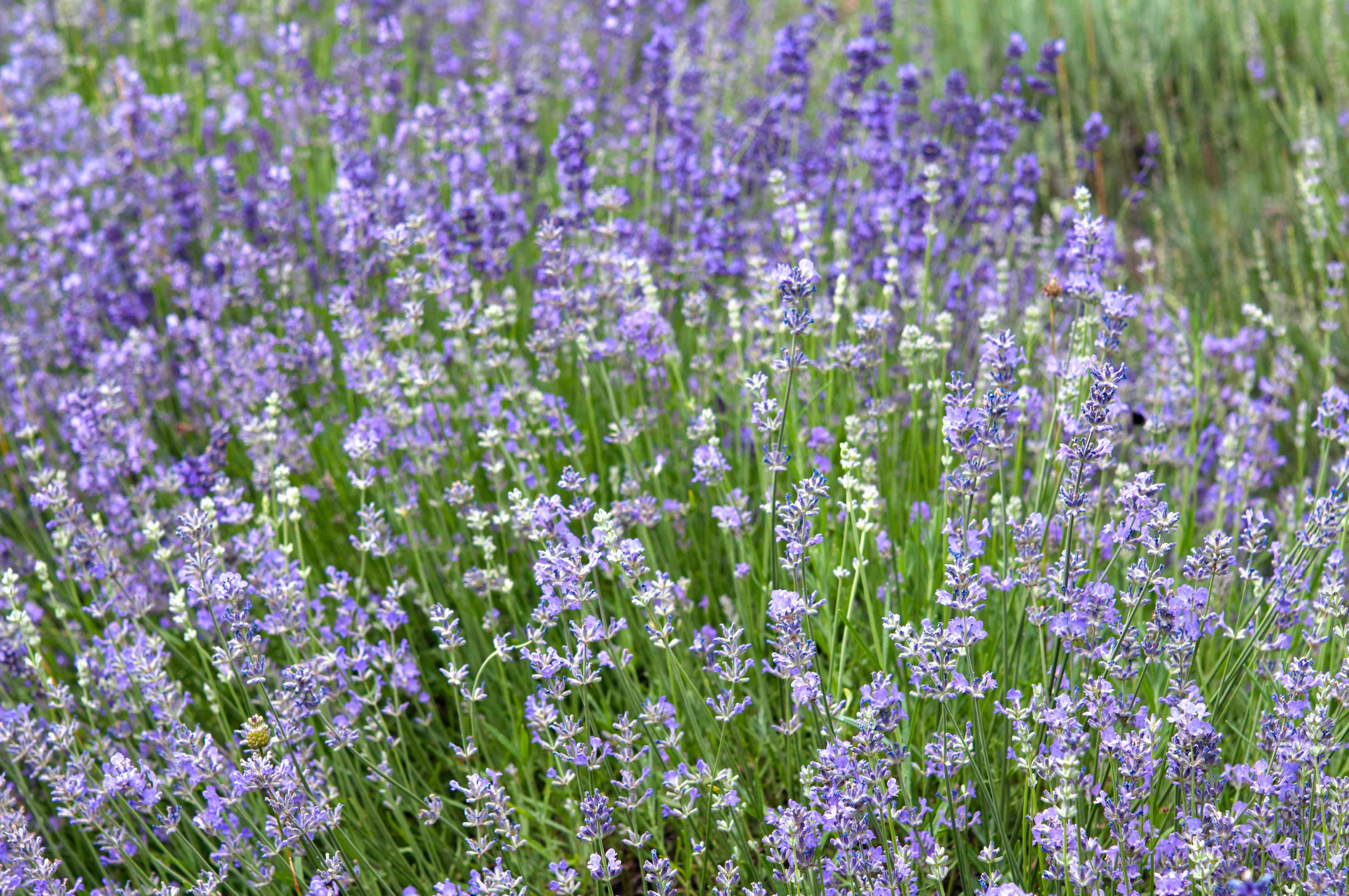 Munstead Lavender Flower Seeds for Planting - Grow Beautiful Lavender in Your Garden - Evergrowseeds