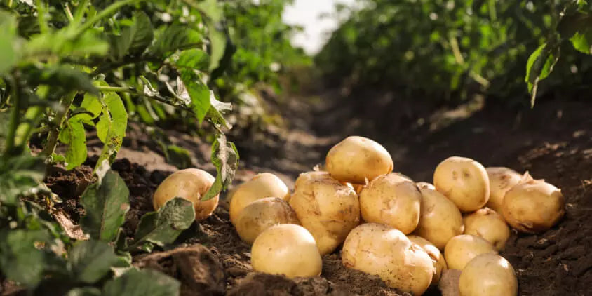 Segunda Papas Vegetable Seeds For Planting - Seed Delicious And Nutritious Potato