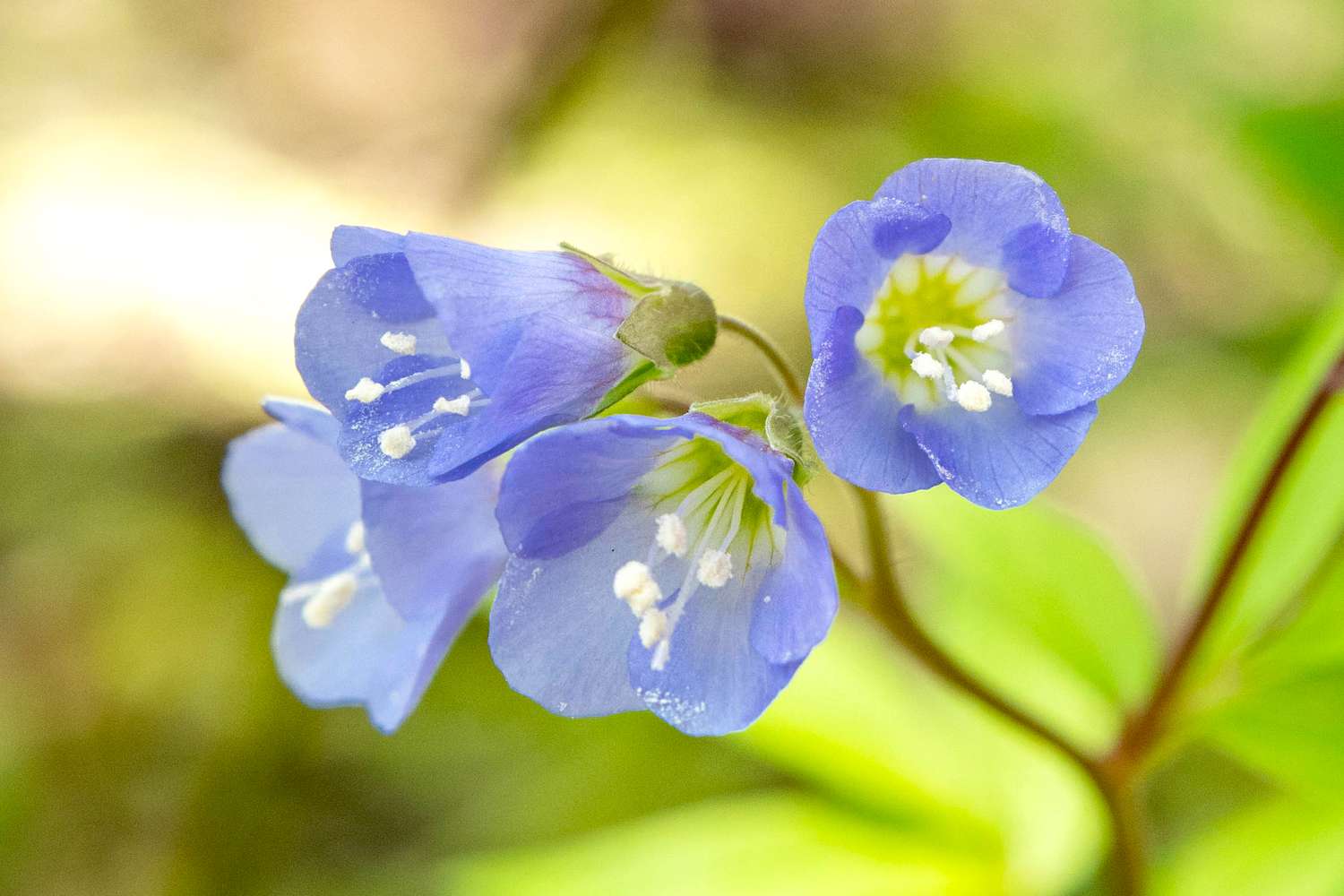 Blue Polemonium Flower seeds for Planting - Sun Loving, Heirloom & GMO Free Seeds for Home Garden