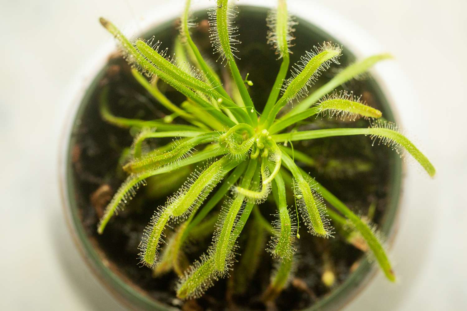 Sundew Plant Seeds Planting Light Green