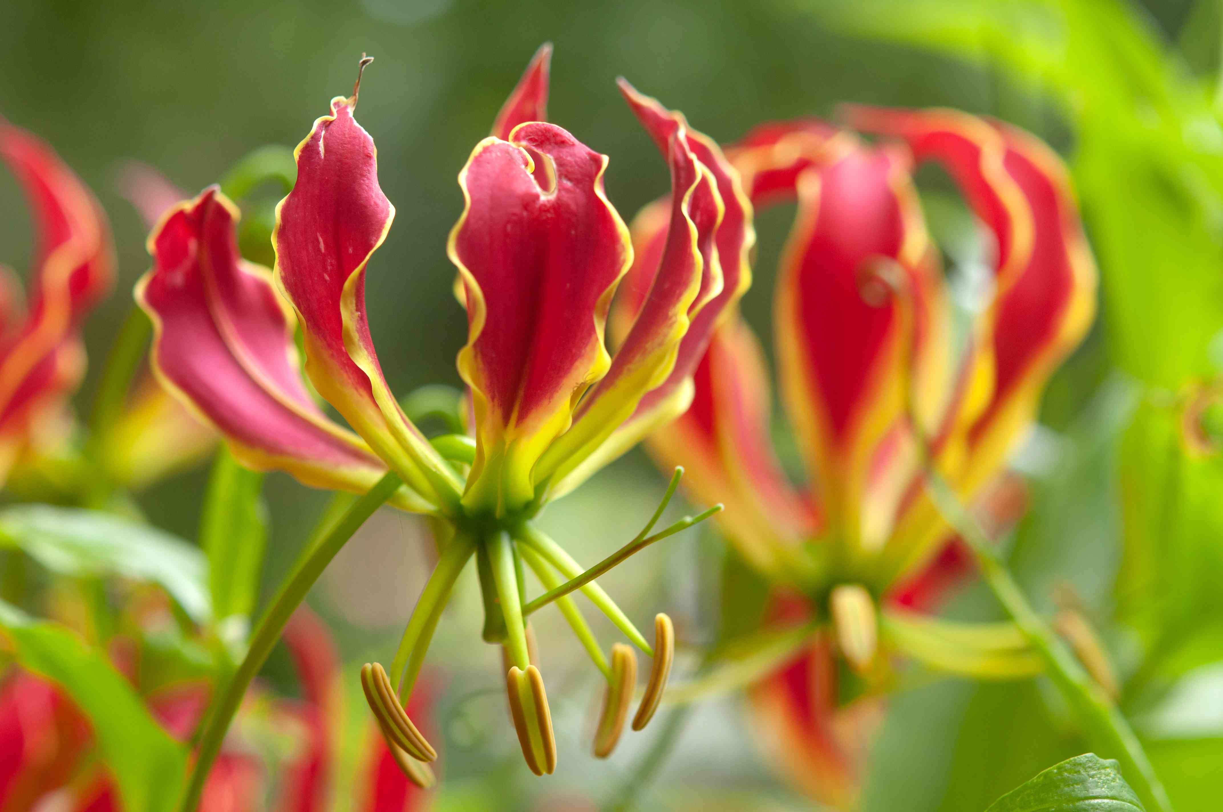 Red Gloriosa Superba Flower seeds for Planting - Seasonal Bloomer, Heirloom & GMO Free Seeds for Home Garden