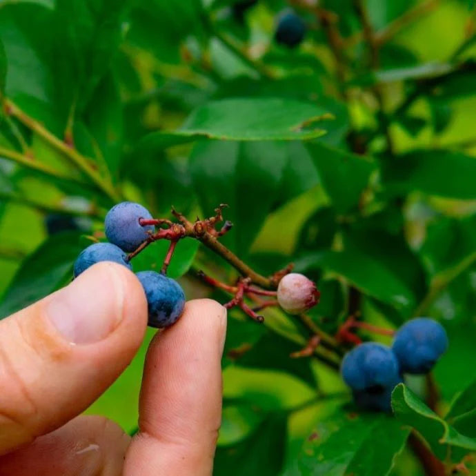 Berry Seeds for Planting  Grow Juicy Fruits Year-Round