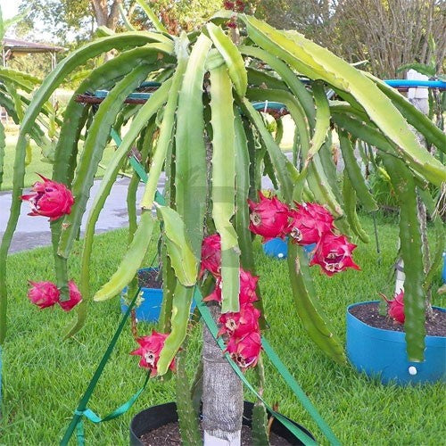 Mixed Colour Dragon Fruit Seeds for Easy Planting