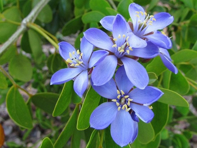 Blue Lignum Vitae Flower seeds for Planting - Premium Quality, Heirloom & GMO Free Seeds for Home Garden