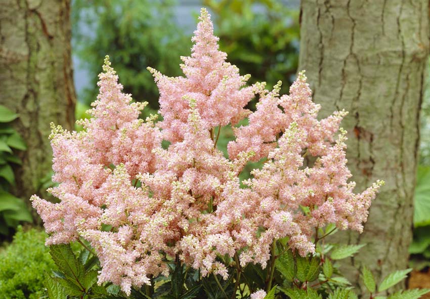 Pink Astilbe Flower seeds for Planting - Low Maintenance, Heirloom & GMO Free Seeds for Home Garden