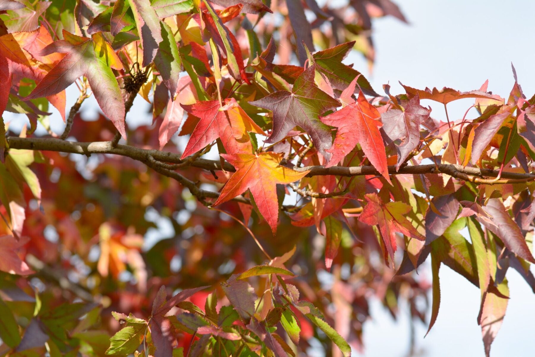 American Sweetgum Tree Seeds for Easy Planting