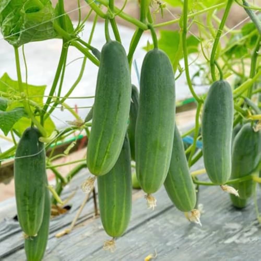 Cucumber plants grown from Gurkenpflanzen seeds