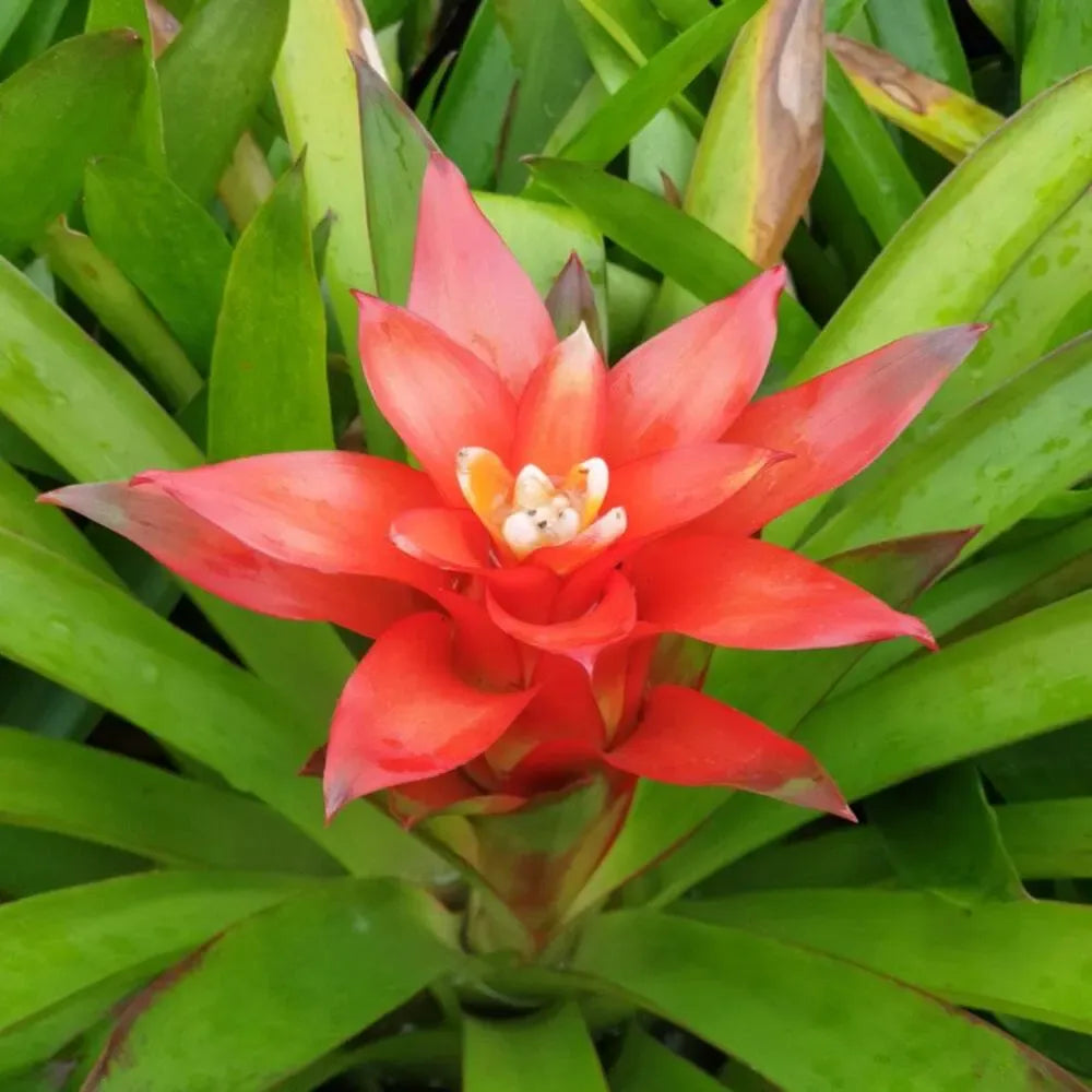 Hechtia Flower seeds for Planting - Seasonal Bloomer, Heirloom & GMO Free Seeds for Home Garden