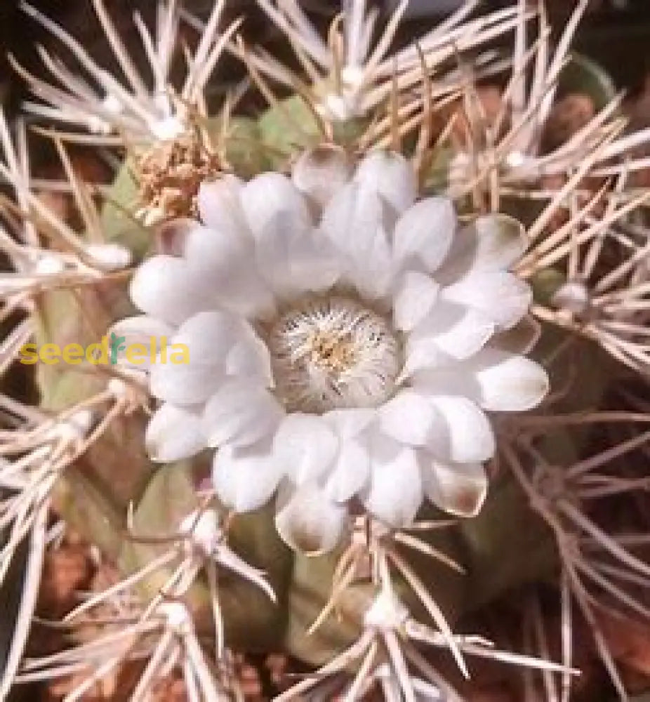 Gymnocalycium Eurypleurum Flower Seeds For Planting Plant Seeds