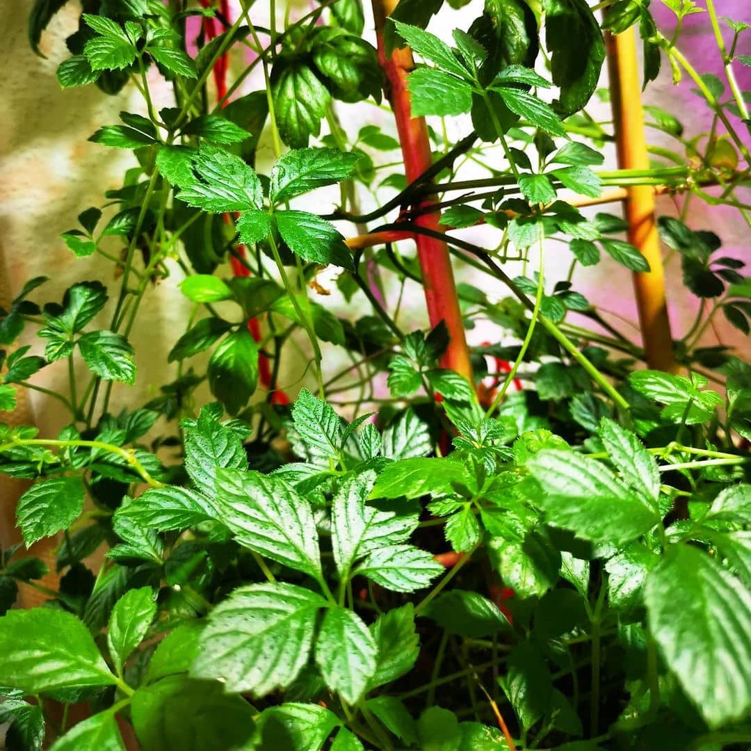 Gynostemma Pentaphyllum Flower seeds for Planting - Seasonal Bloomer, Heirloom & GMO Free Seeds for Home Garden