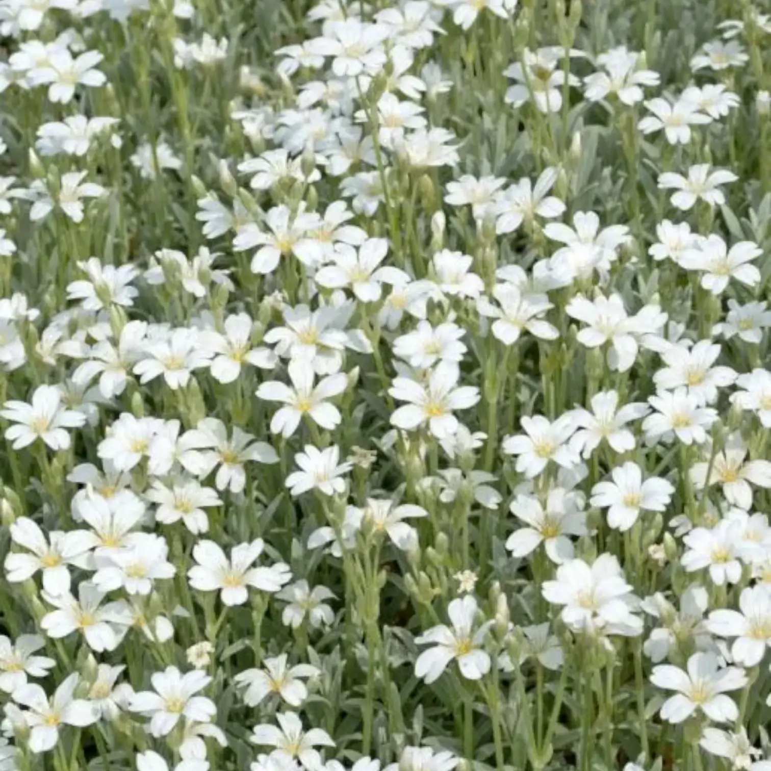 White Gypsophila Repens Plant Seed for Plantings for Planting for Vibrant Garden Displays Heirloom Non-GMO Seeds