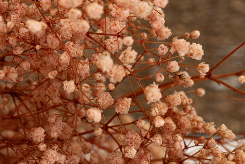 Peach Gypsophila Flower seeds for Planting - Low Maintenance, Heirloom & GMO Free Seeds for Home Garden