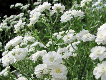 White Gypsophila Snowflake Flower seeds for Planting - Cut Flower Favorite, Heirloom & GMO Free Seeds for Home Garden