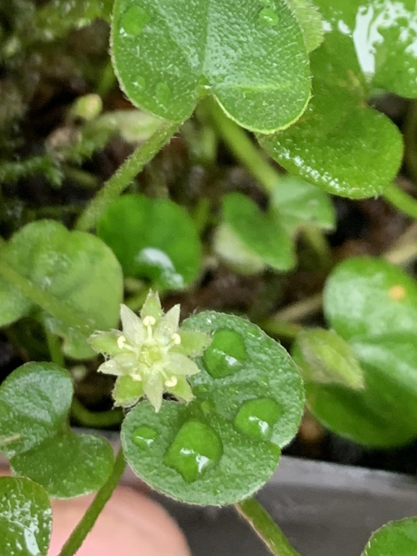 Dichondra Repen Flower seeds for Planting Low Maintenance Heirloom & GMO Free Seeds for Home Garden