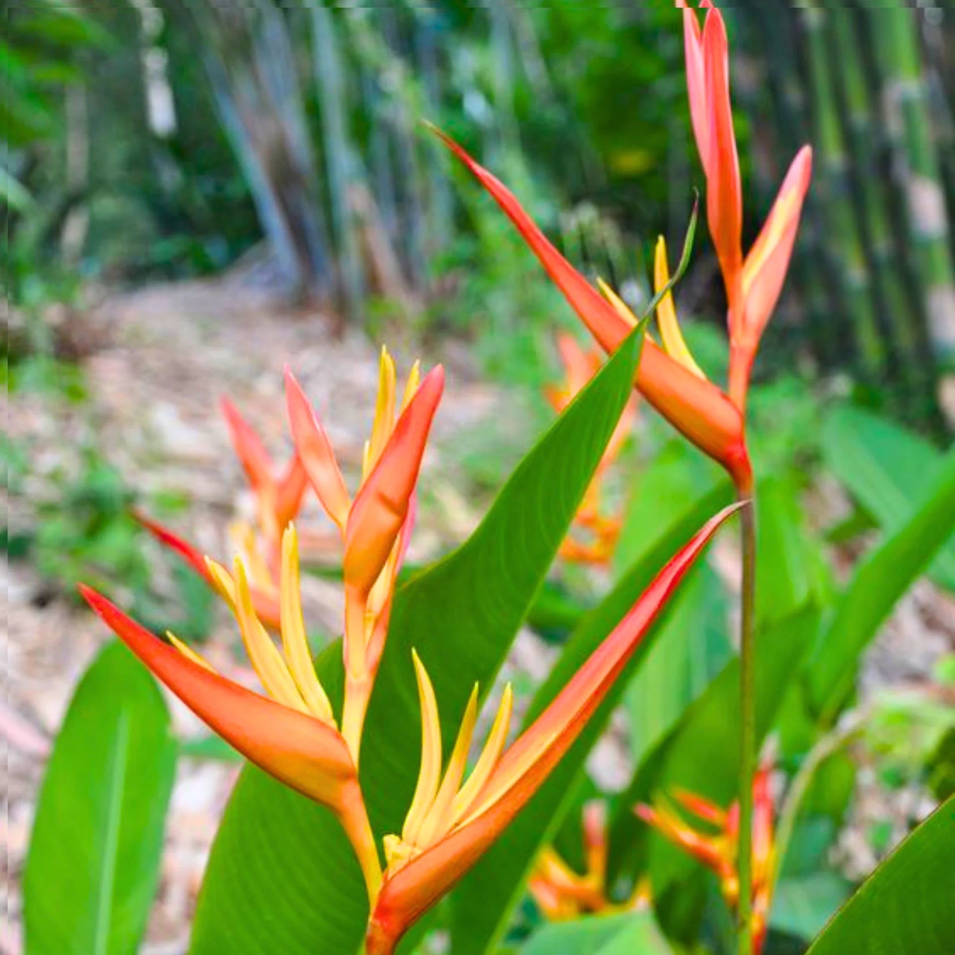 Heliconia Wagneriana Seeds for Tropical Planting  Vibrant Exotic Blooms - Evergrowseeds