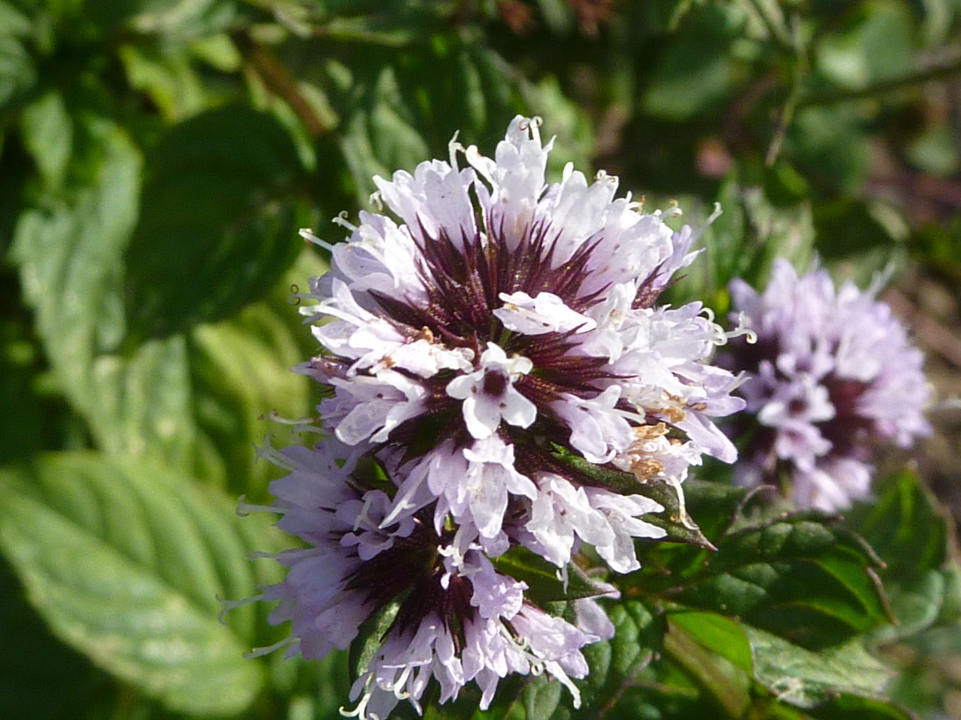 Mint Flower seeds for Planting Shade Tolerant Heirloom & GMO Free Seeds for Home Garden