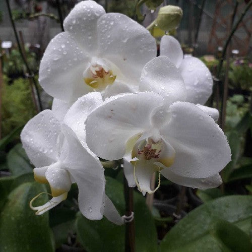 White Phalaenopsis Orchid Flower Seeds for Planting – Heirloom, Non-GMO, High Germination Organic Garden Seeds