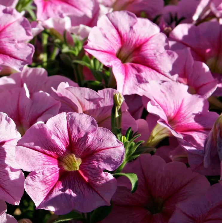 Petunia Seeds – Organic Non-GMO Ornamental Plant for Home Gardening