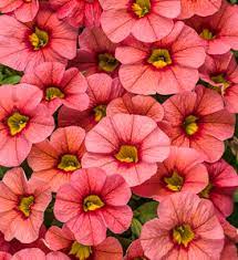 Calibrachoa Million Bells Seeds – Organic Trailing Plant for Home Gardens