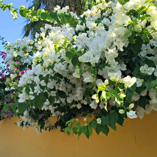 White Bougainvillea Flower Seeds for Vibrant Planting