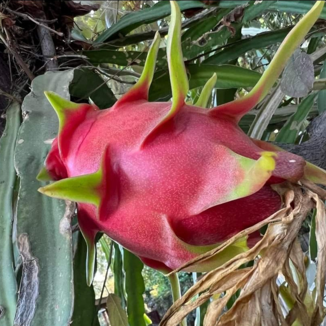 White Dragon Fruit Planting Seeds - Exotic Tropical Fruit Seeds for Home Gardening and Thriving Edible Landscapes