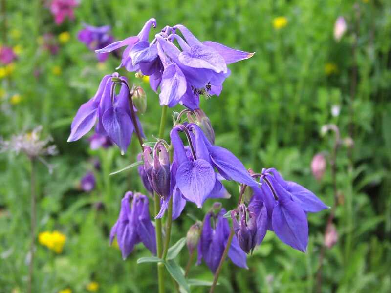 Violet Viticella Flower seeds for Planting - Cut Flower Favorite, Heirloom & GMO Free Seeds for Home Garden