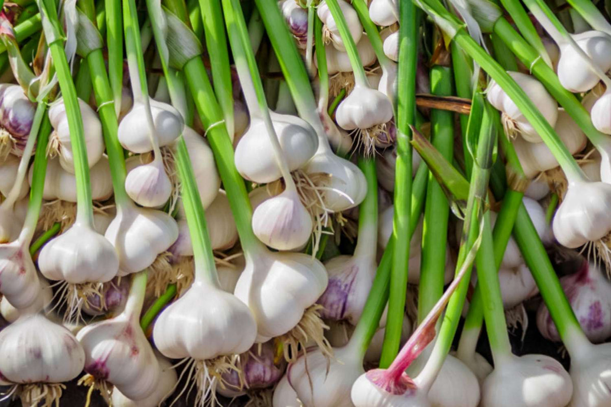 Planting Guide for White Garlic Seeds, Premium Seeds seed packet for home gardening