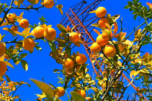 Hardy Orange Tree Seeds – Poncirus trifoliata Non-GMO Citrus Tree